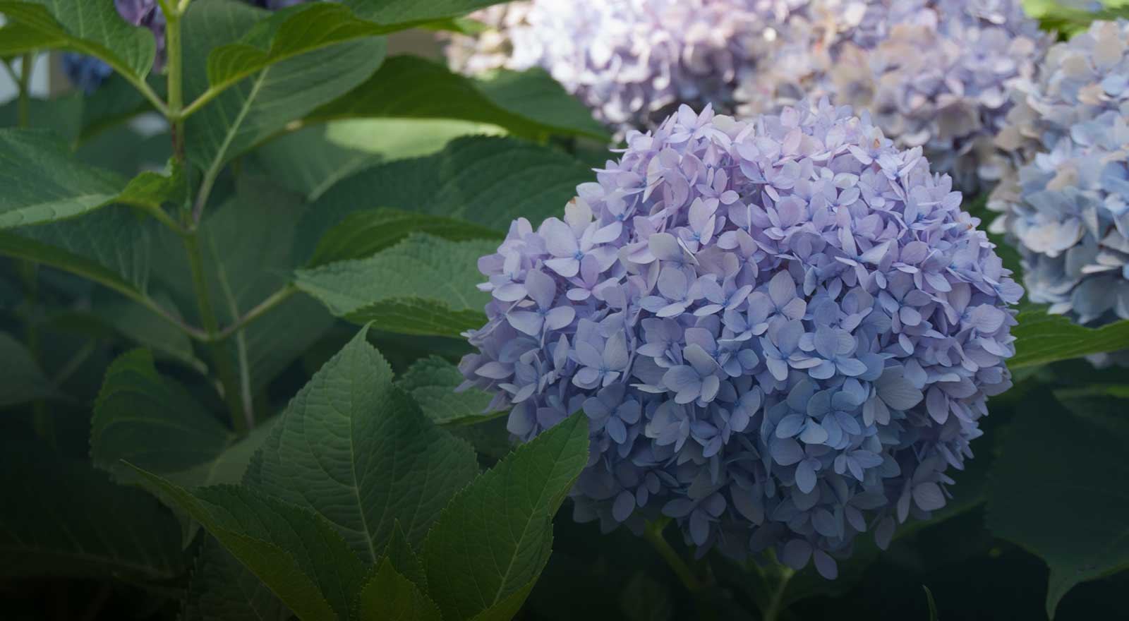 Blue hydrangea blooms in the inn's garden